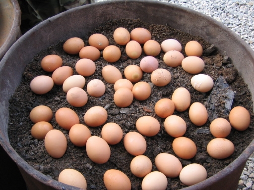 흙 위에 달걀을 넣고 뚜껑을 덮으면 참숯의 열기가 구운 계란을 만듭니다. 노른자는 완전히 익고 흰자는 겔 상태인 신기한 참숯 계란 구이. 